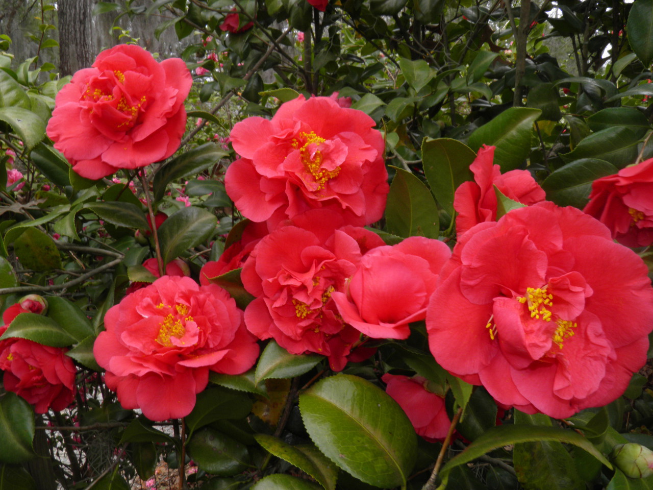 camelia japonica Kramers Supreme