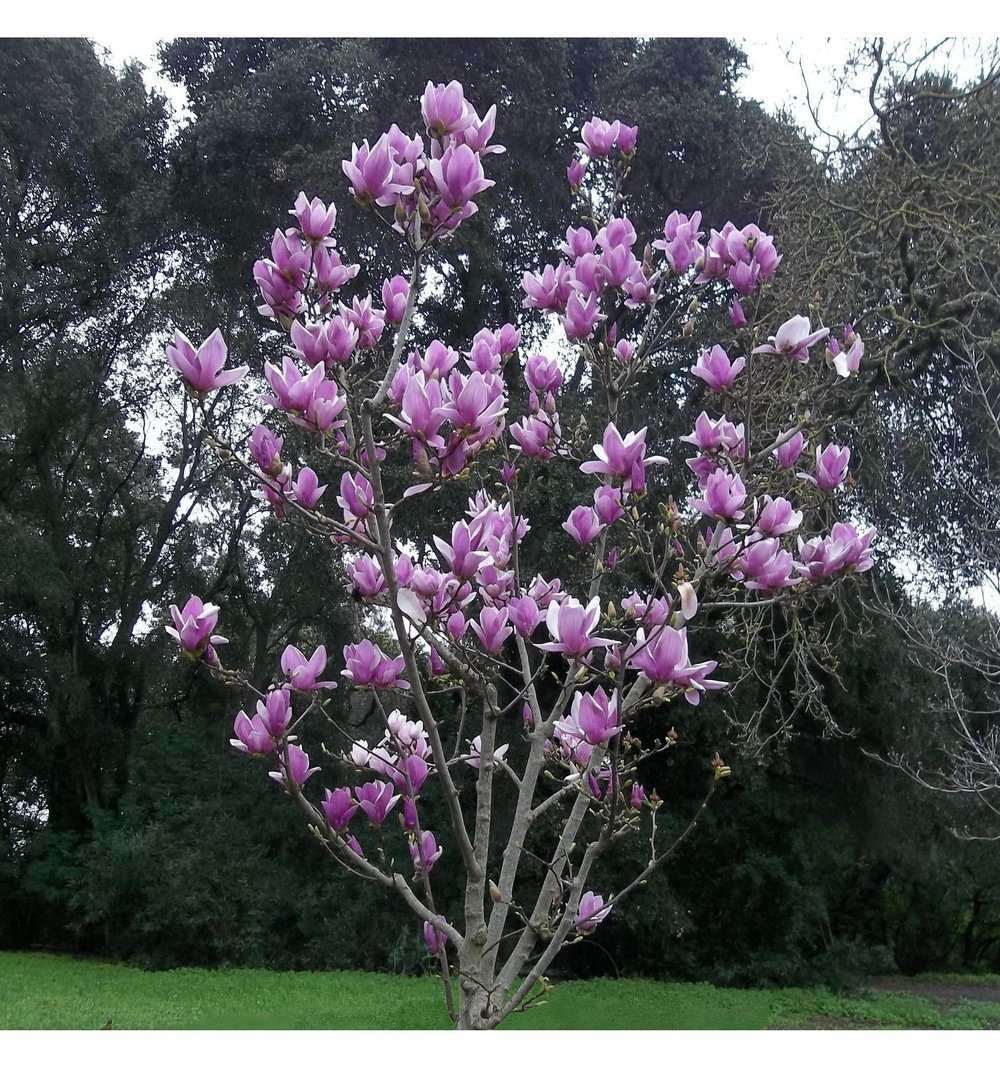 Μανώλια Φυλλοβόλος Magnolia Soulangeana