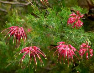 grevillea1_thumb