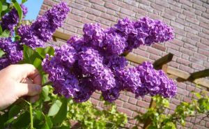 pasxalia-oneirokriths