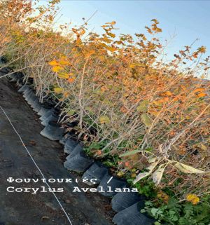 rsz_fountoukies-fytorio