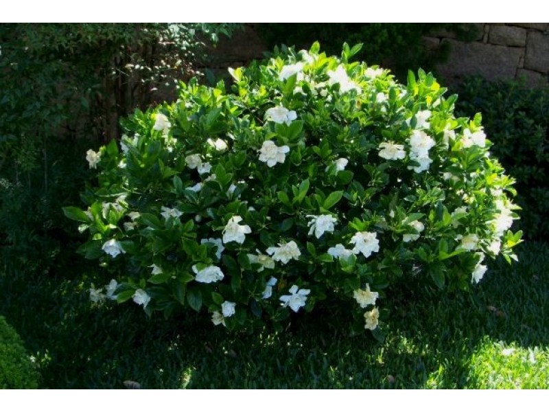 gardenia 800x600